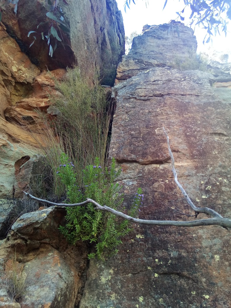 Burra Korain Head to the Grose