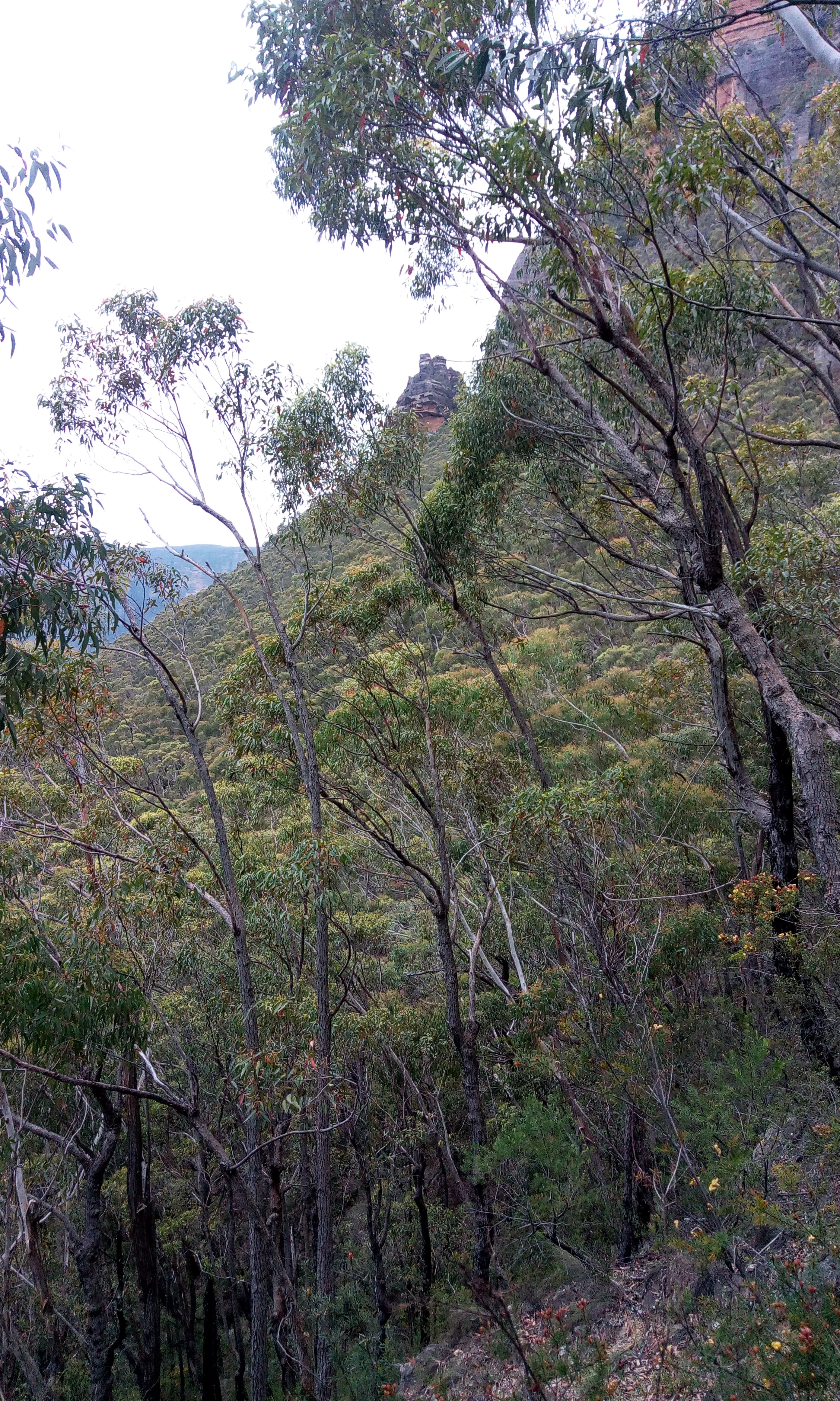 Looking back up to the cliffs below the Pylon.