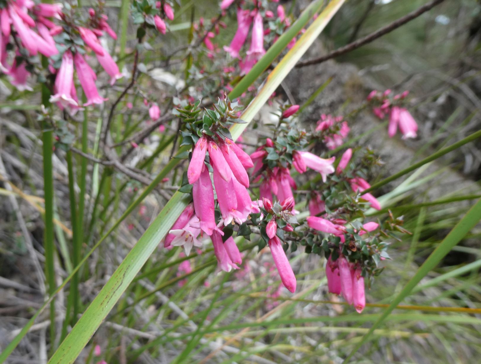 Epacris reclinata