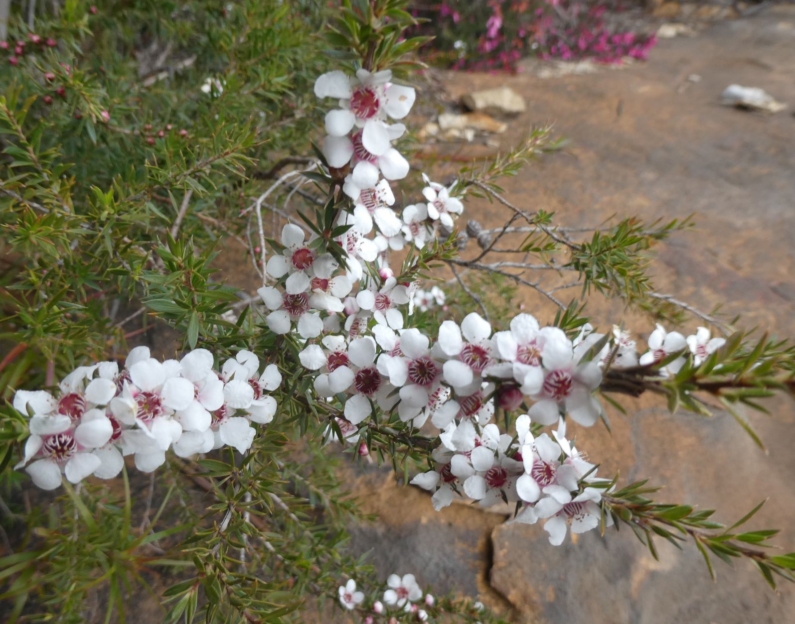 Leptospermum