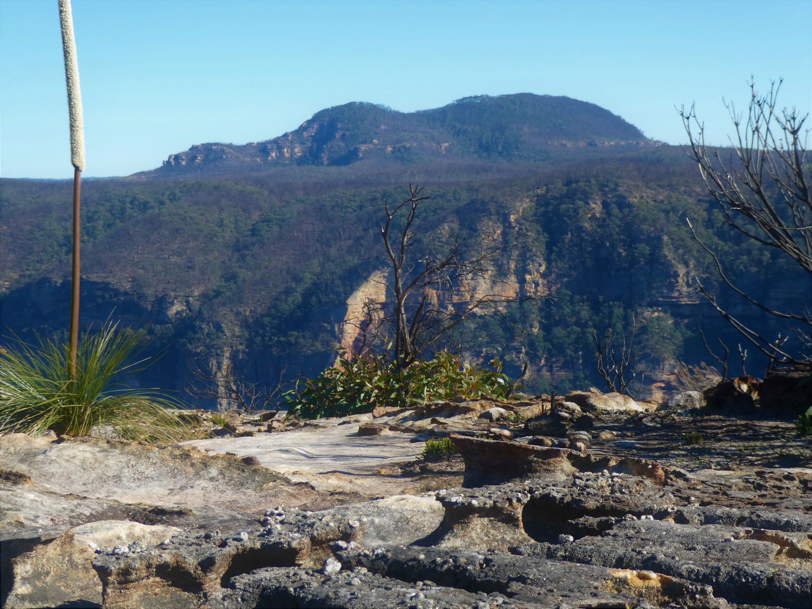 Mount Banks framed by a grass tree in flower