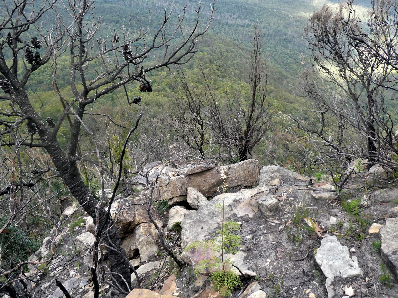 Top of the Spring Creek Ridge descent