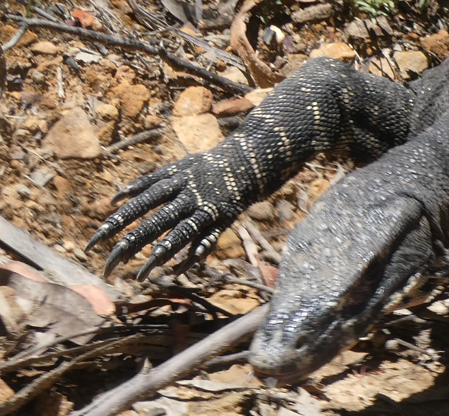 Lace Monitor