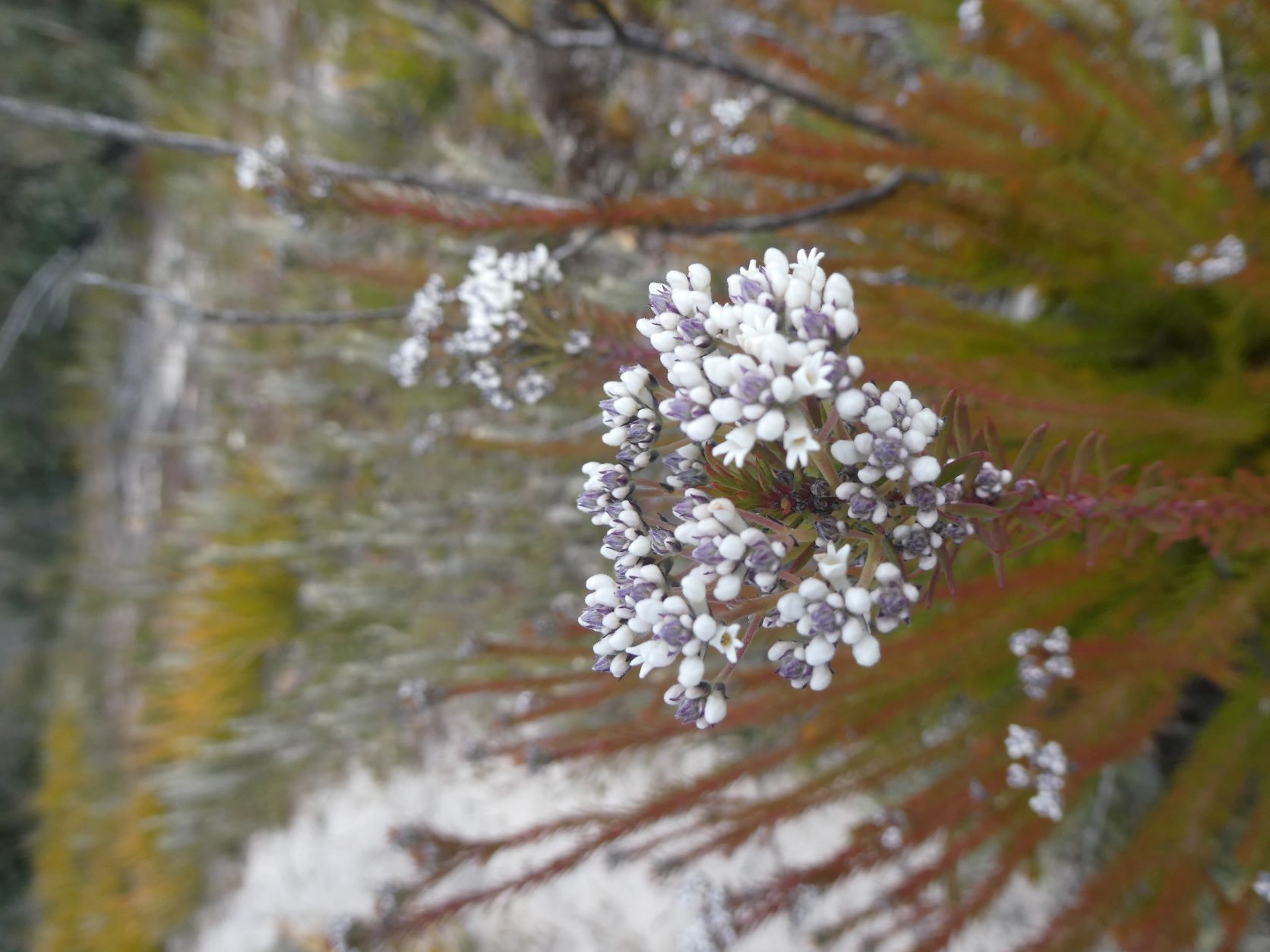 Sharps Pass Wildflowers