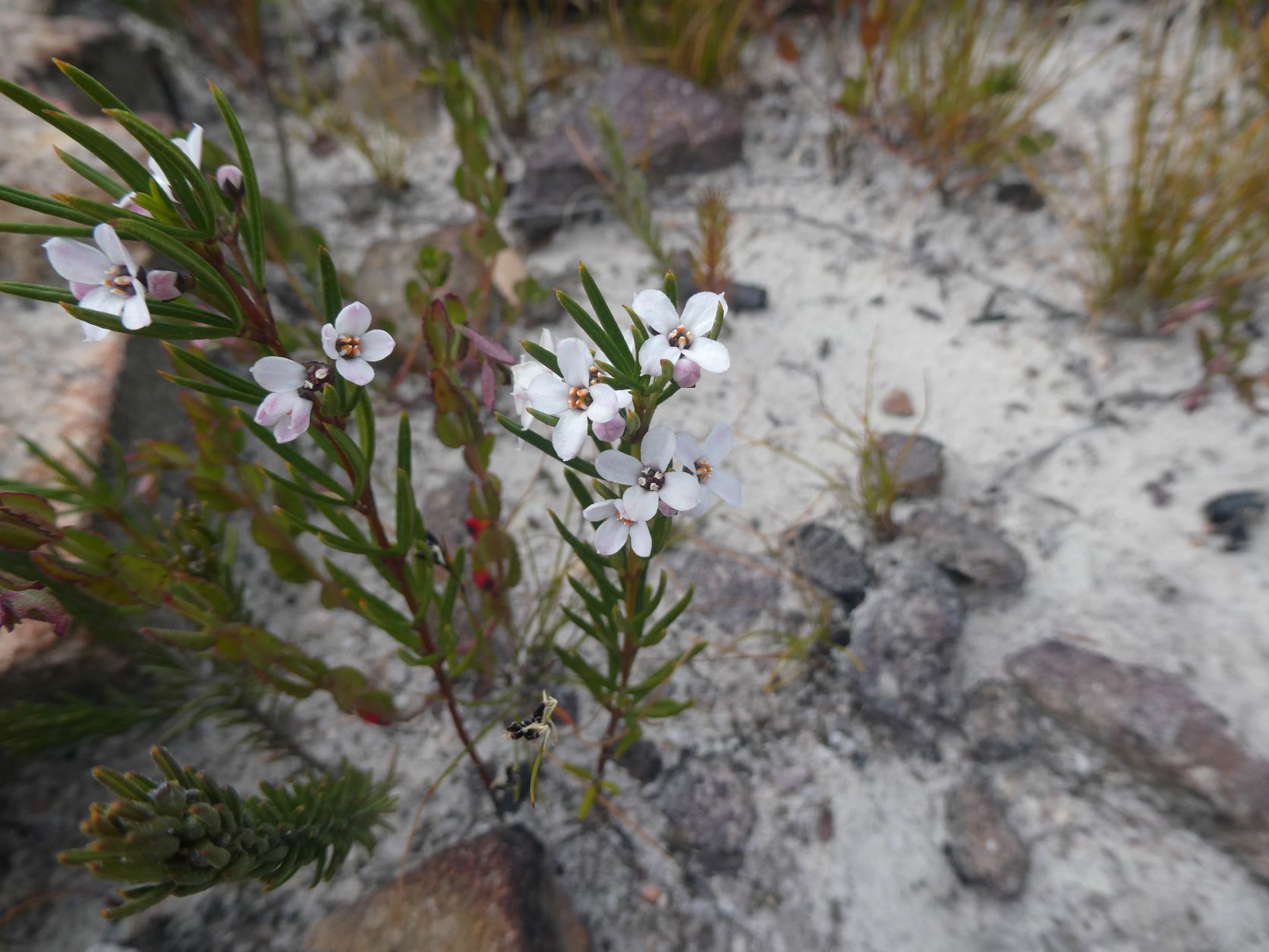 Sharps Pass Wildflowers