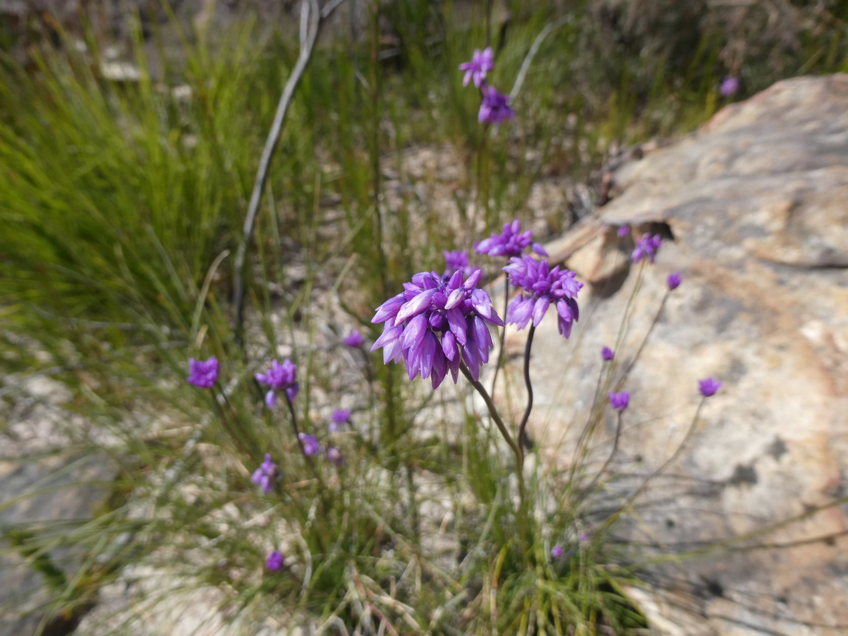 Sharps Pass Wildflowers