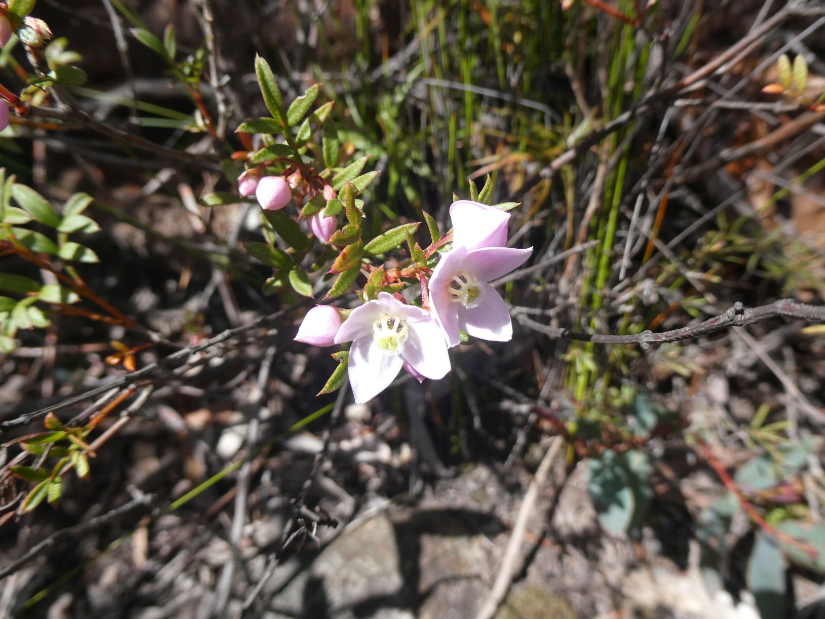 Sharps Pass Wildflowers