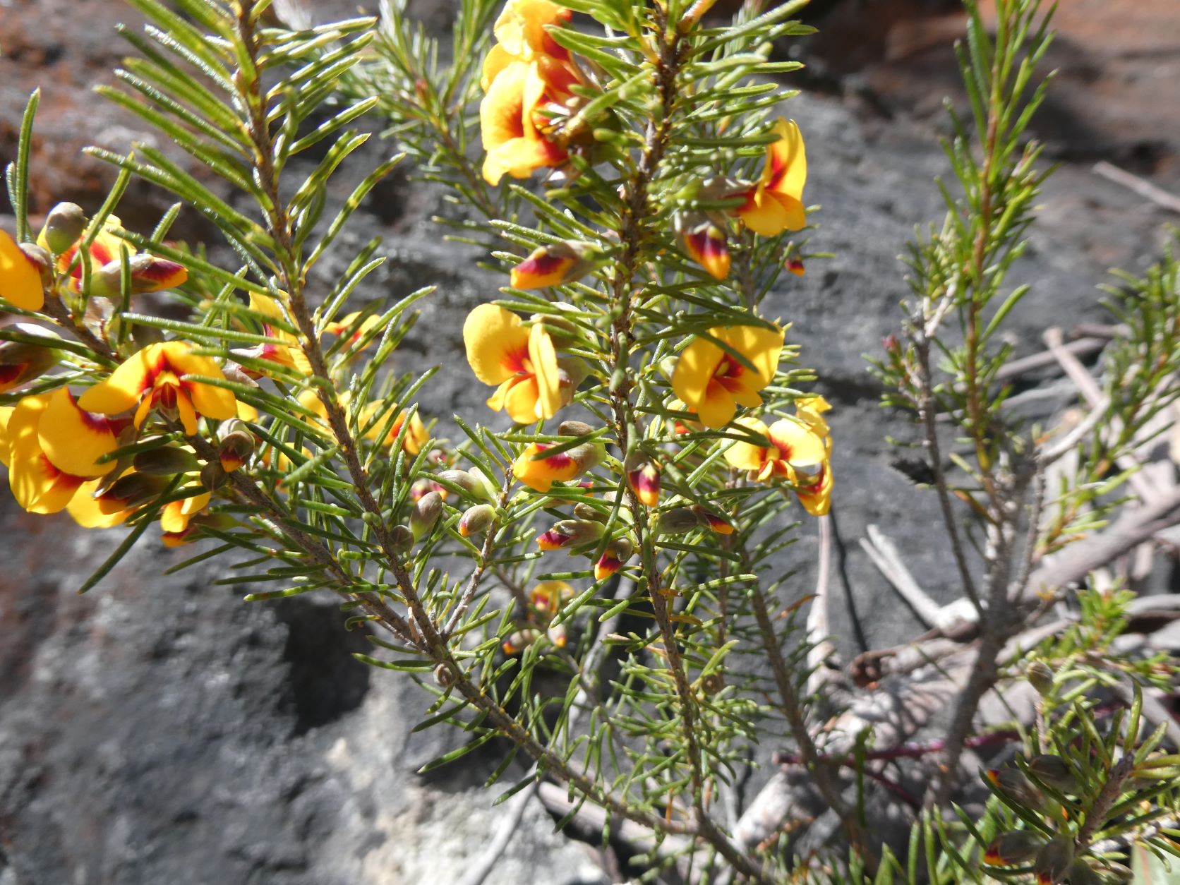 Sharps Pass Wildflowers