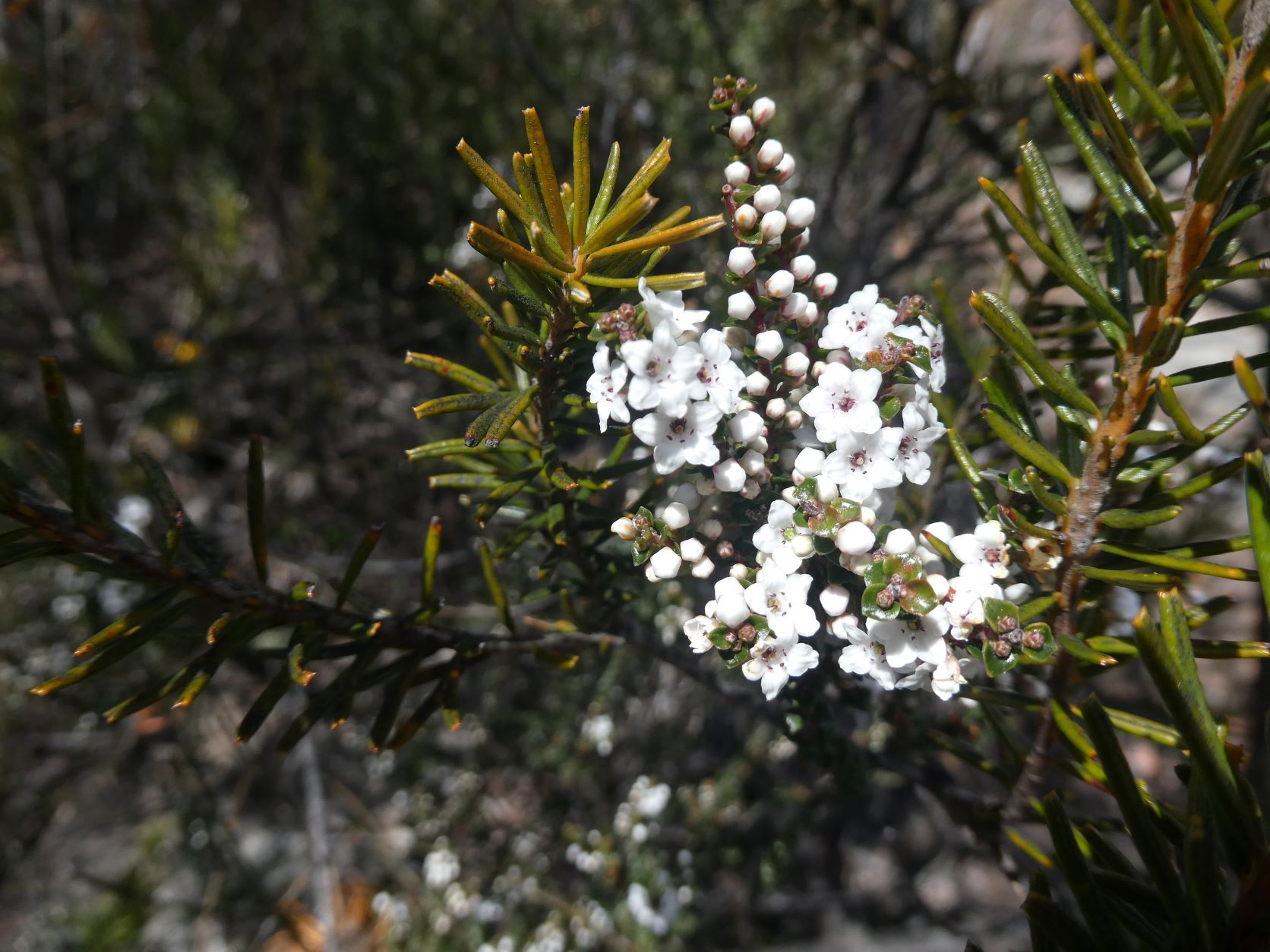 Sharps Pass Wildflowers