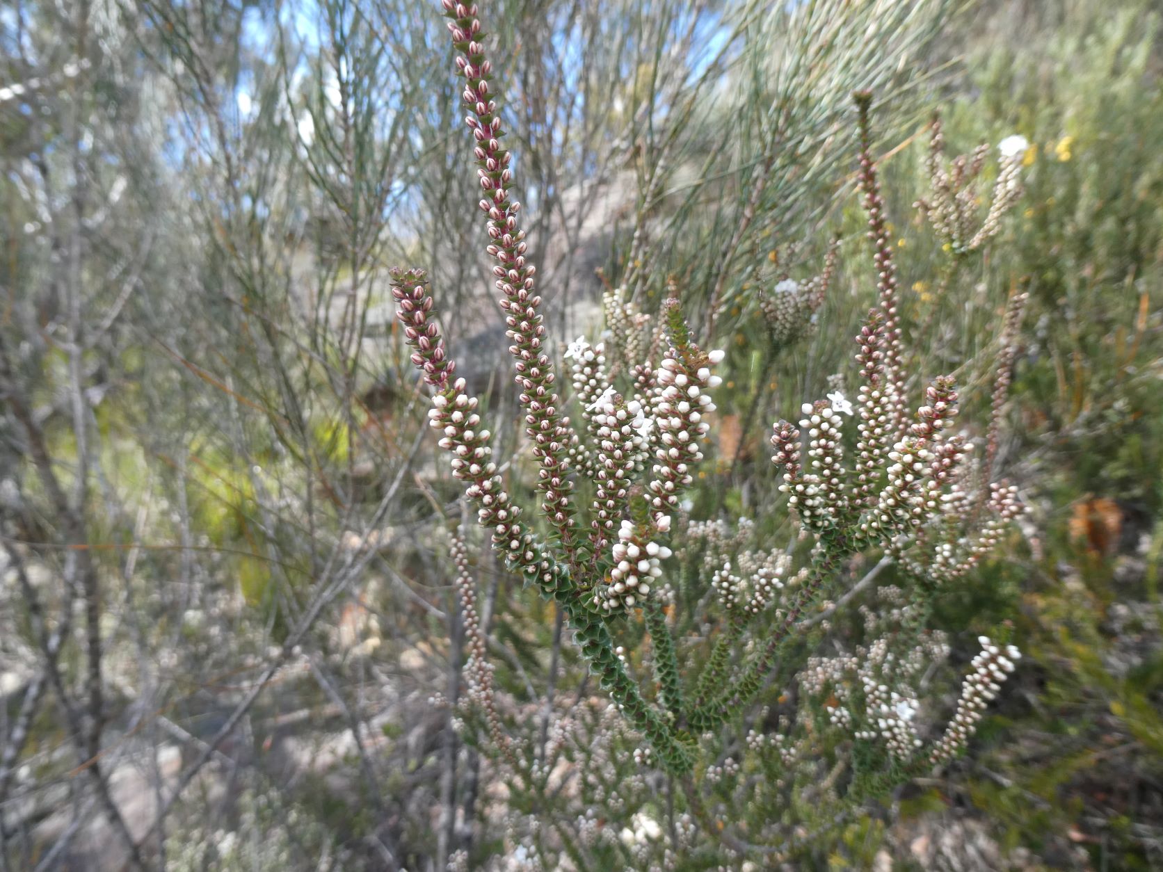 Sharps Pass Wildflowers