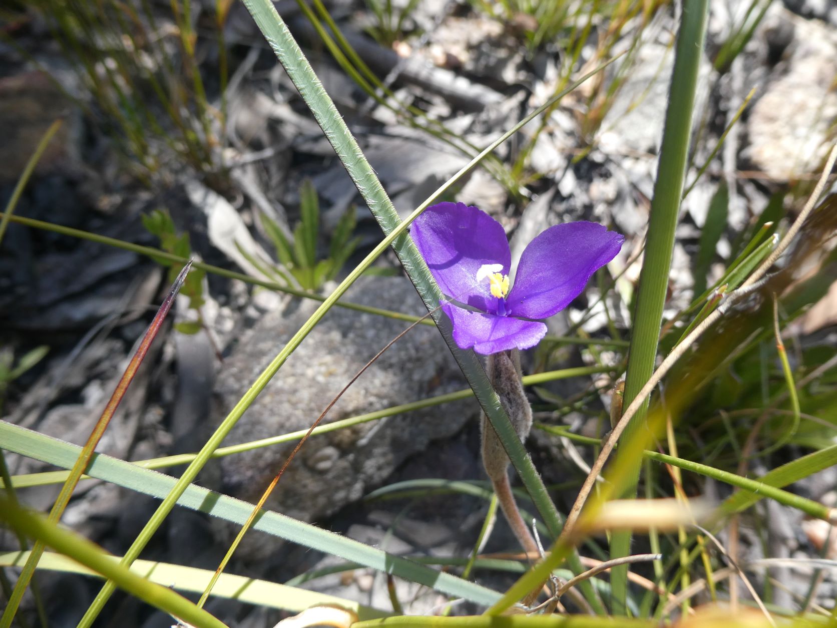 Sharps Pass Wildflowers