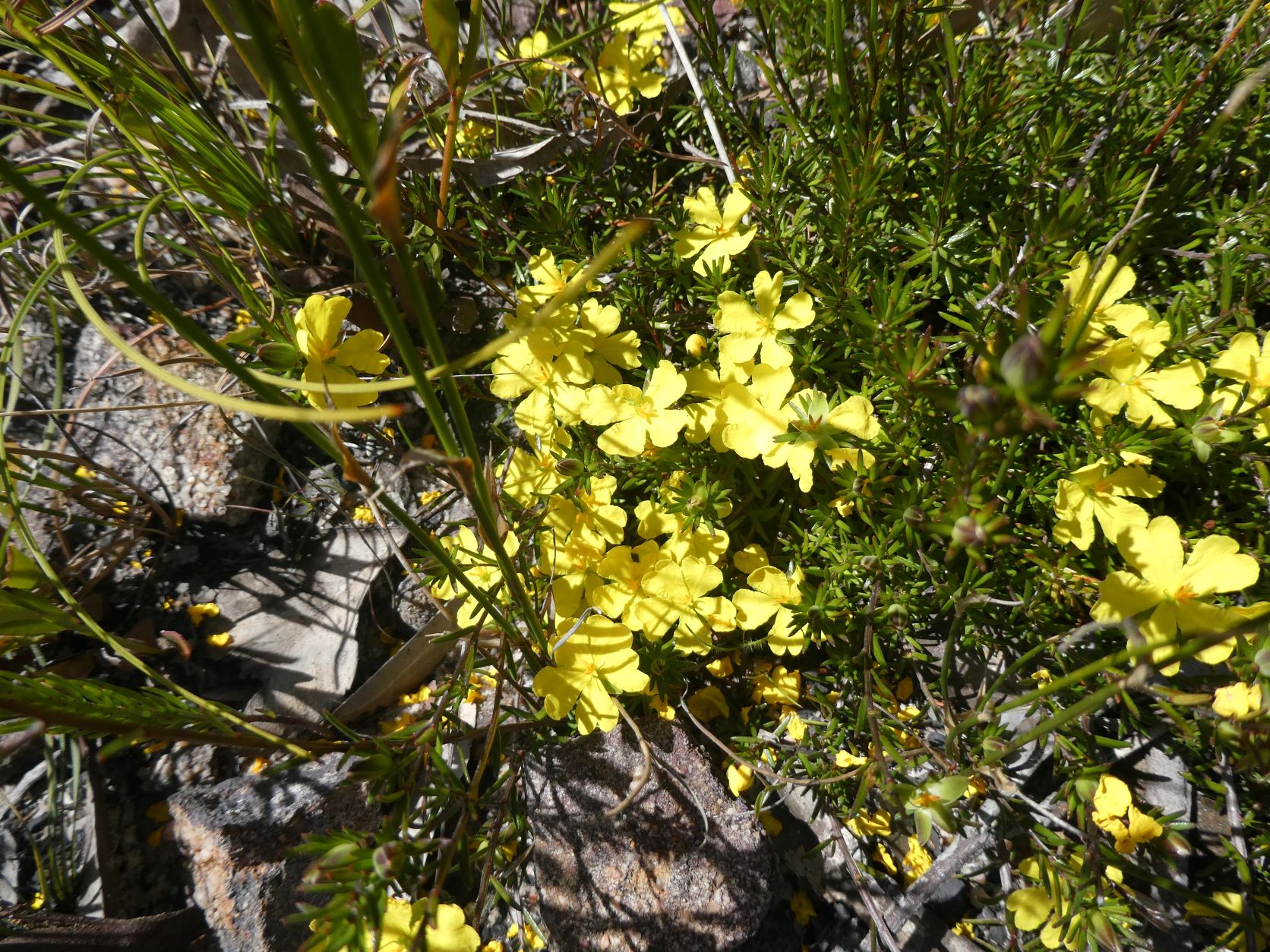 Sharps Pass Wildflowers