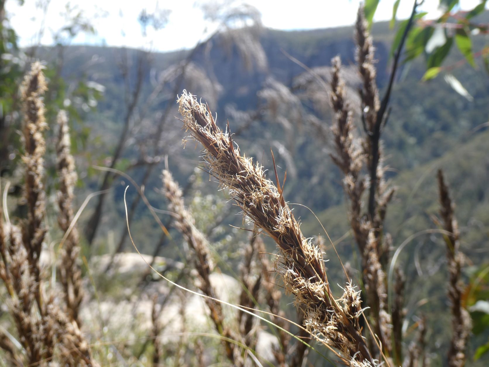Sharps Pass Wildflowers