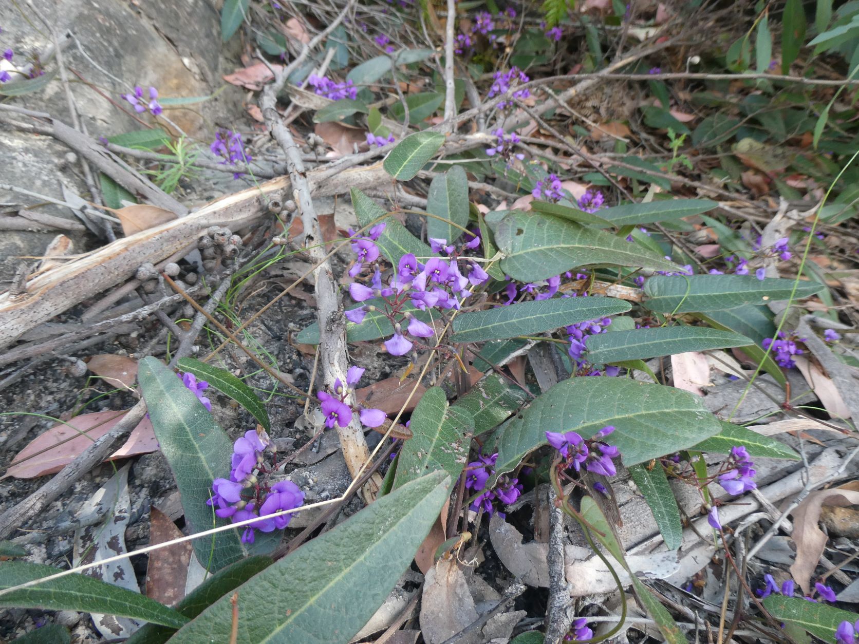 Sharps Pass Wildflowers