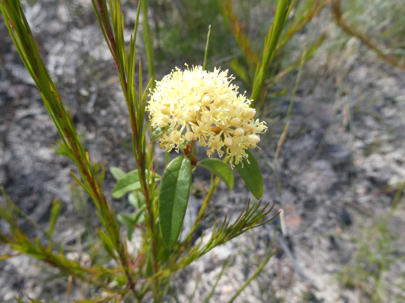 Sharps Pass Wildflowers