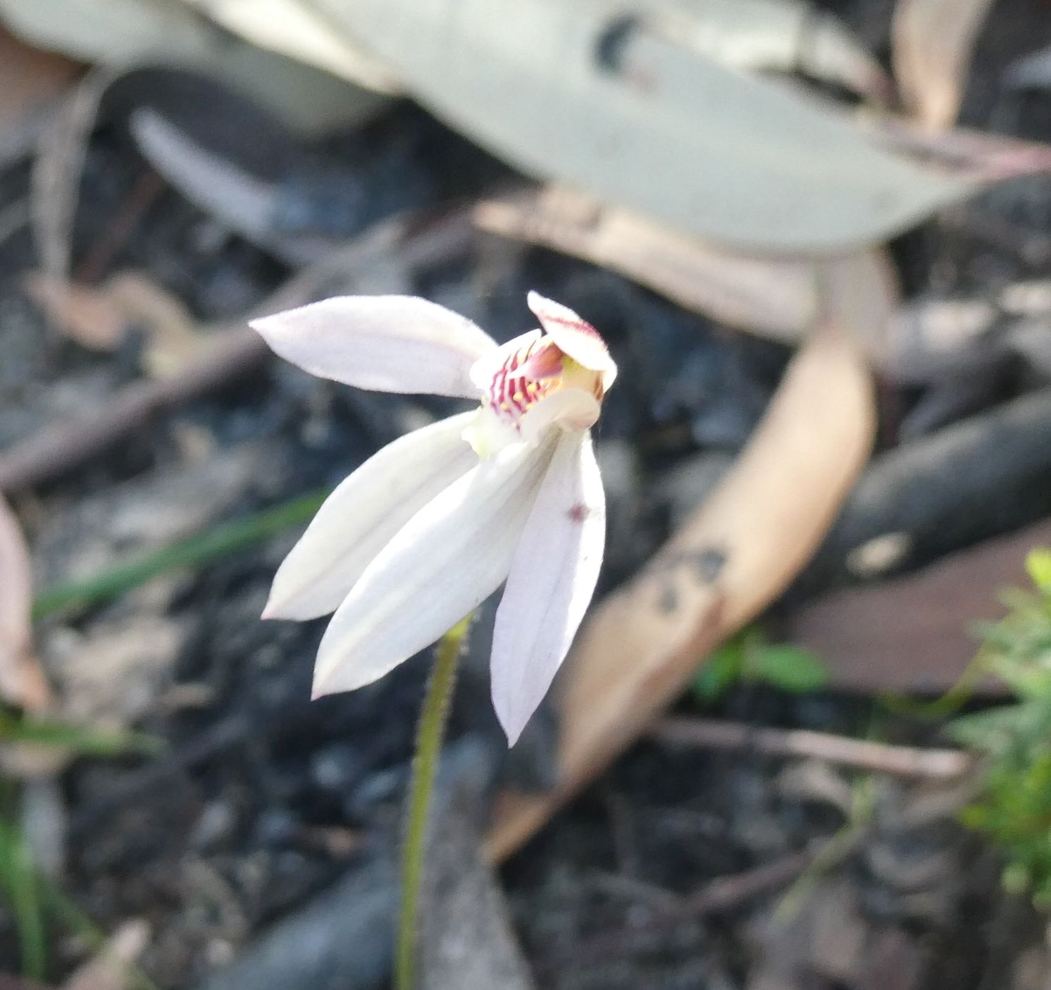 Mt Solitary - Western Passes