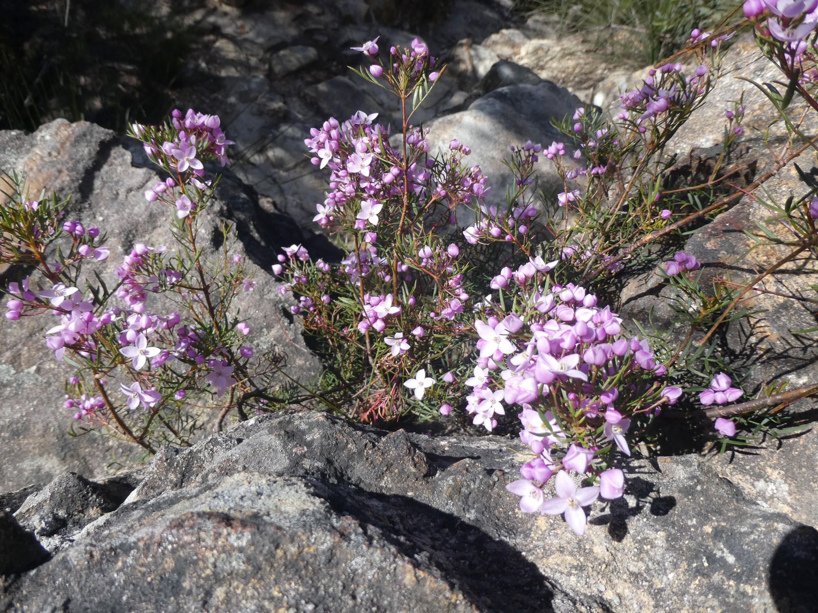Mt Solitary - Western Passes