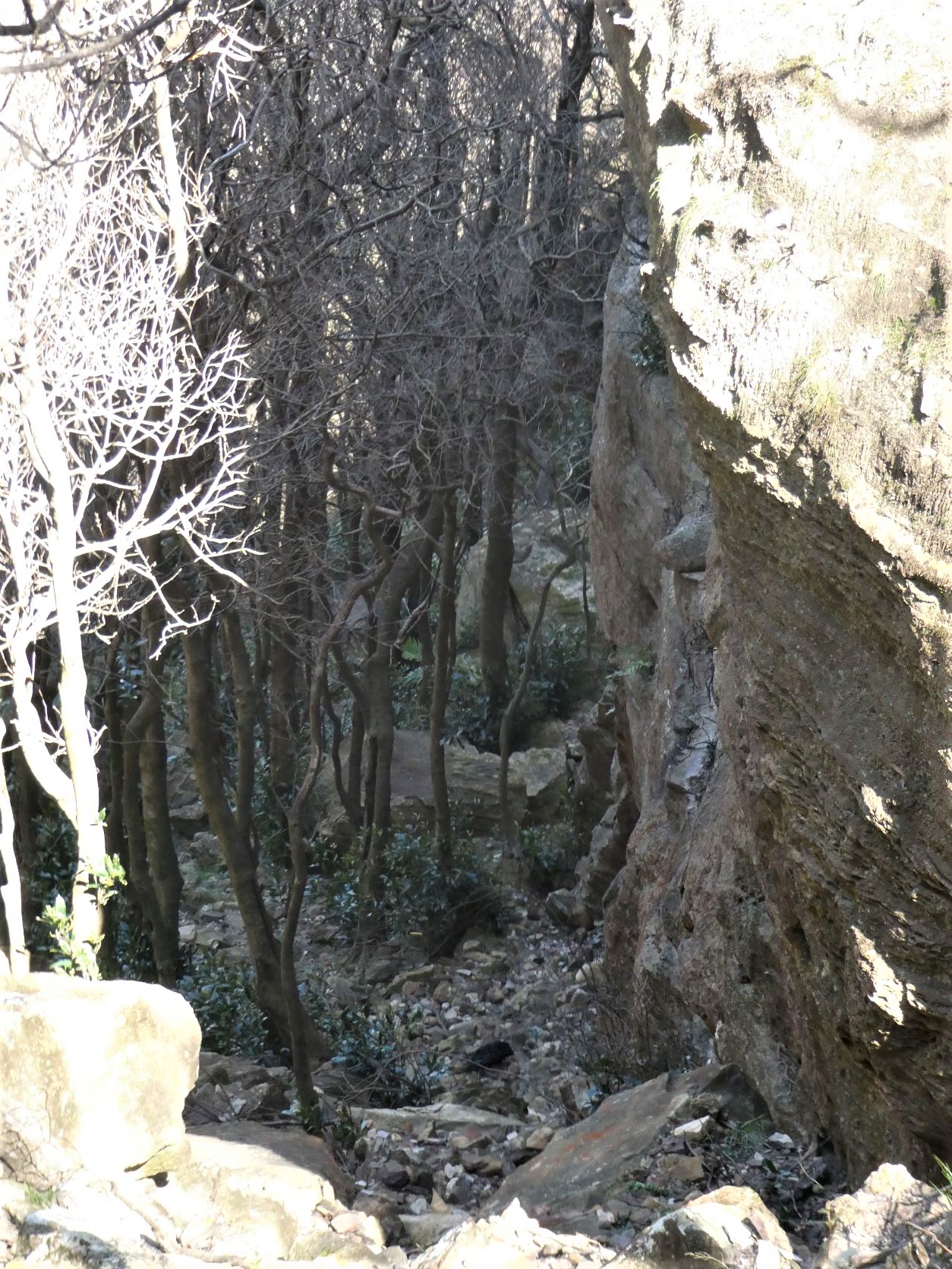 Mt Solitary - Toorak Gully