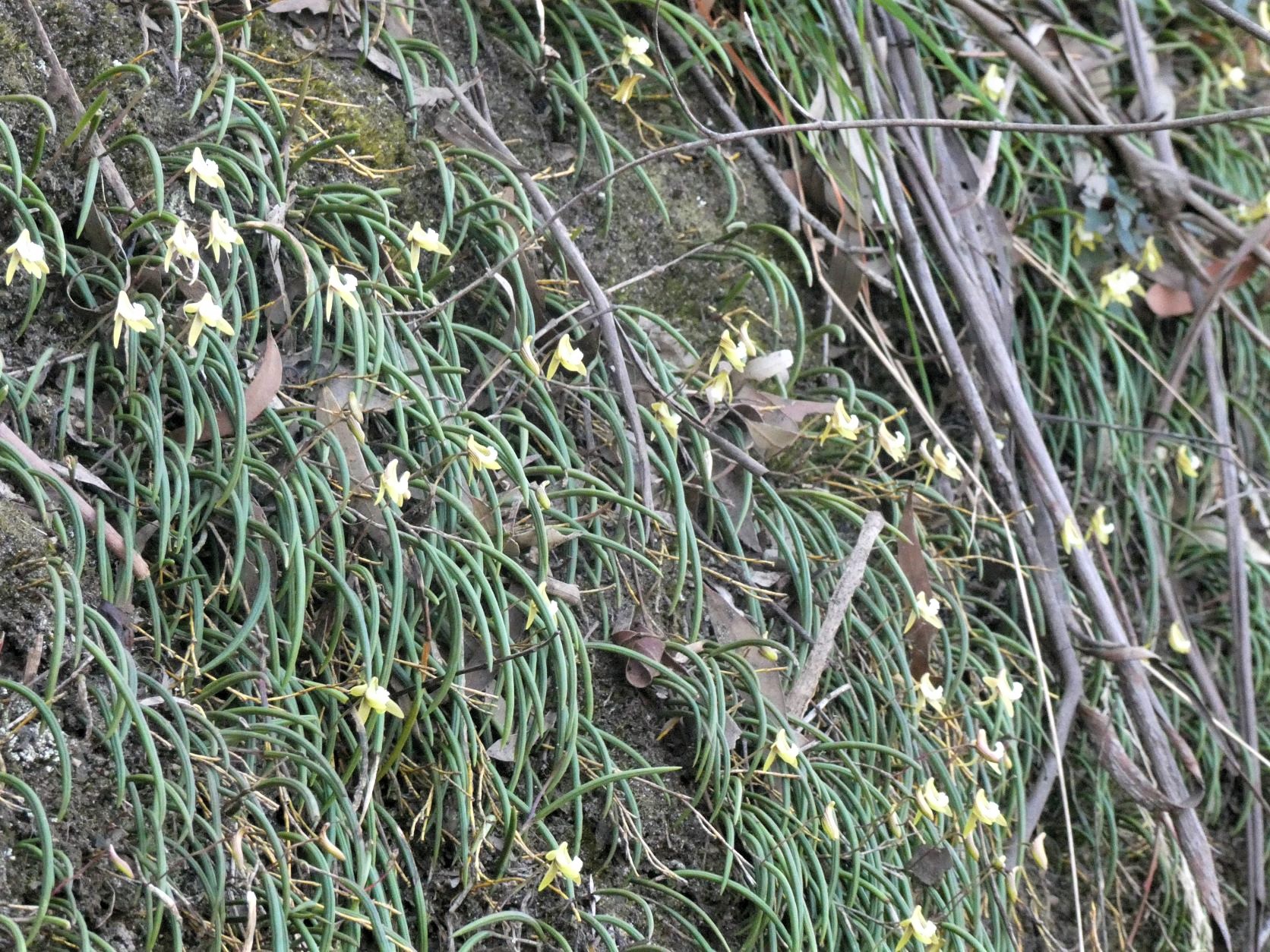 Mt Solitary - Streaked Rock Orchid