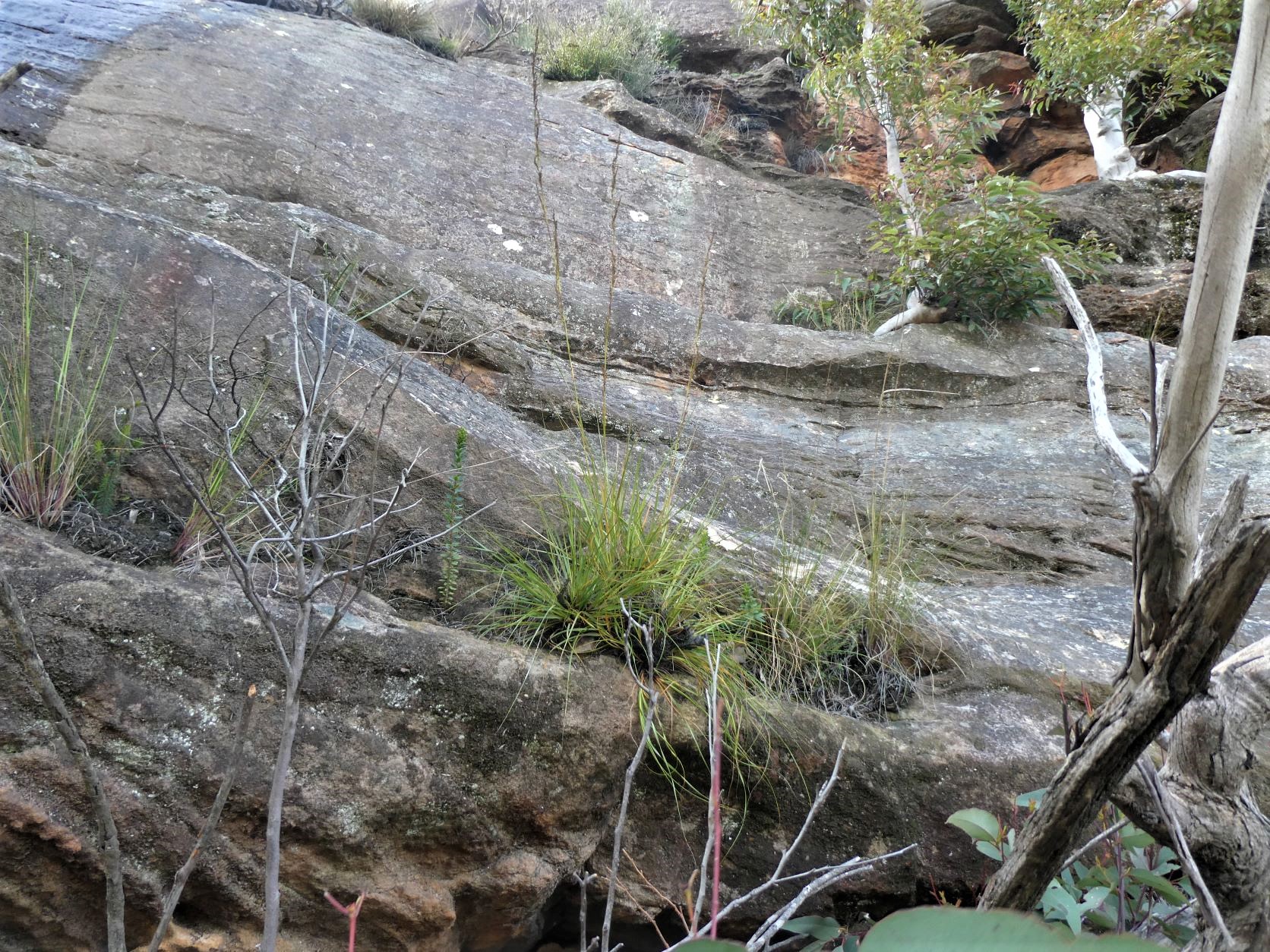 Alternative Black Billy ascent route