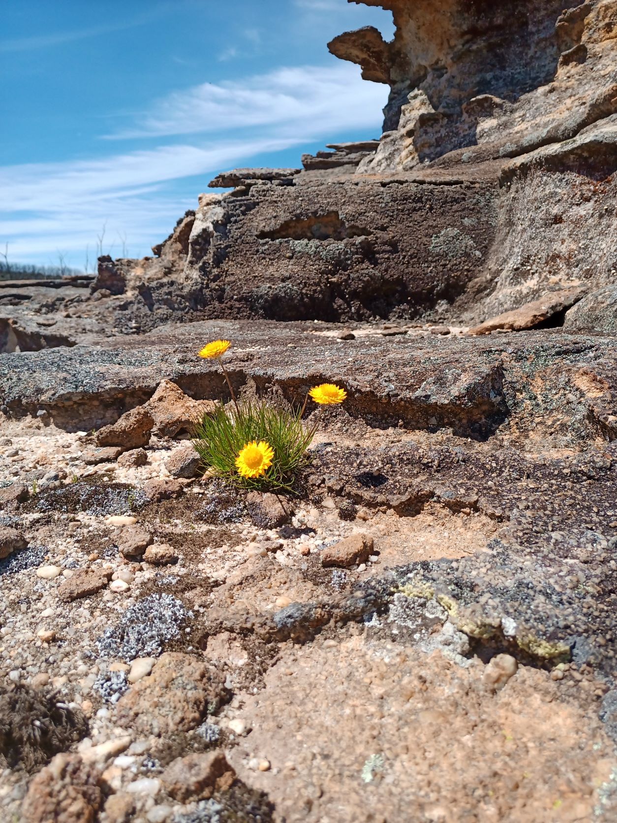 Paper Daisys clinging to a pagoda