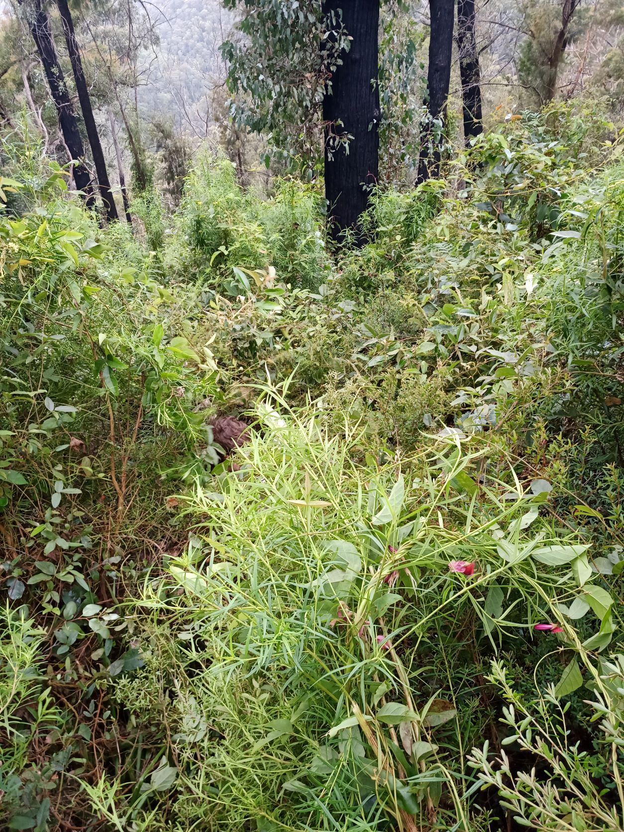 Descent to Erskine Creek